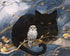 Black Cat & Owl Sitting on Tree